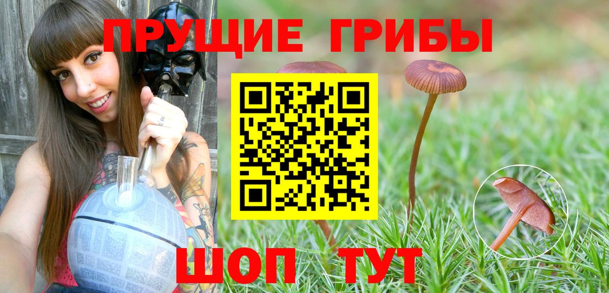 Псилоцибиновые грибы мицелий Анжеро-Судженск